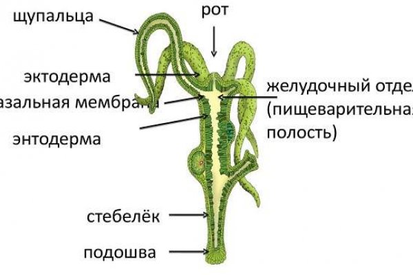 Кракен бошки